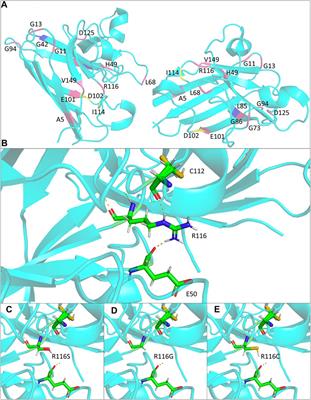 Missense Mutations of Codon 116 in the SOD1 Gene Cause Rapid Progressive Familial ALS and Predict Short Viability With PMA Phenotype